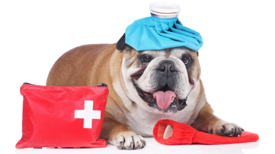 Why I Became an ER Vet