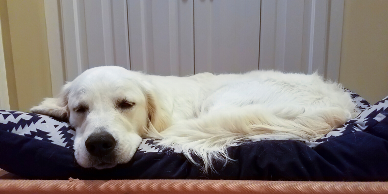 Minnesota cold weather pet safety, Minnesota cold weather, pet safety, cold weather pet safety, cold weather pet hazards, cold weather pet dangers, Minnesota pet safety, emergency vet, ER vet, Twin Cities ER vet