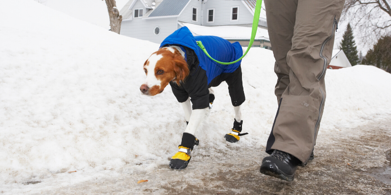 Minnesota cold weather pet safety, Minnesota cold weather, pet safety, cold weather pet safety, cold weather pet hazards, cold weather pet dangers, Minnesota pet safety, emergency vet, ER vet, Twin Cities ER vet