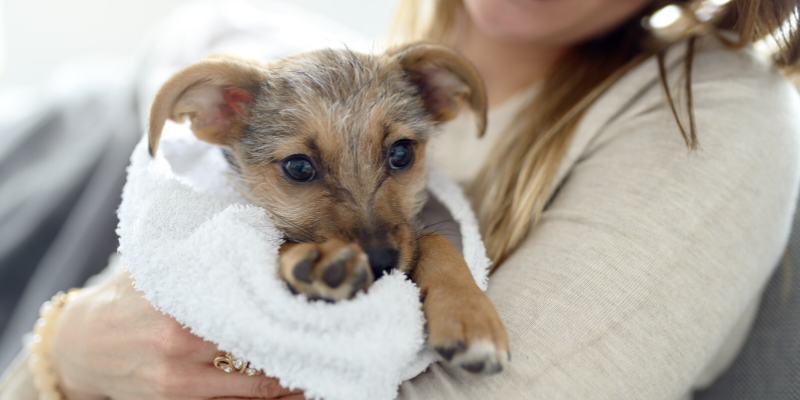 Minnesota cold weather pet safety, Minnesota cold weather, pet safety, cold weather pet safety, cold weather pet hazards, cold weather pet dangers, Minnesota pet safety, emergency vet, ER vet, Twin Cities ER vet