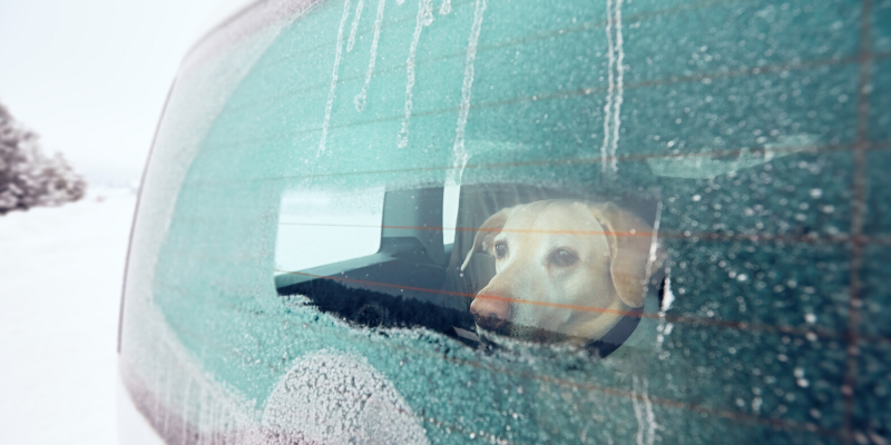 Minnesota cold weather pet safety, Minnesota cold weather, pet safety, cold weather pet safety, cold weather pet hazards, cold weather pet dangers, Minnesota pet safety, emergency vet, ER vet, Twin Cities ER vet