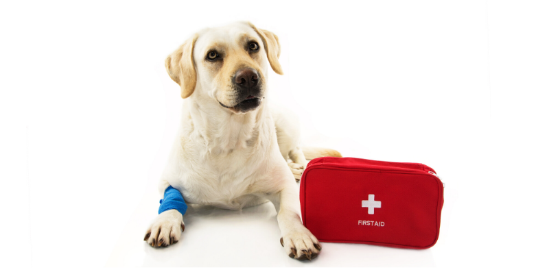 Minnesota cold weather pet safety, Minnesota cold weather, pet safety, cold weather pet safety, cold weather pet hazards, cold weather pet dangers, Minnesota pet safety, emergency vet, ER vet, Twin Cities ER vet