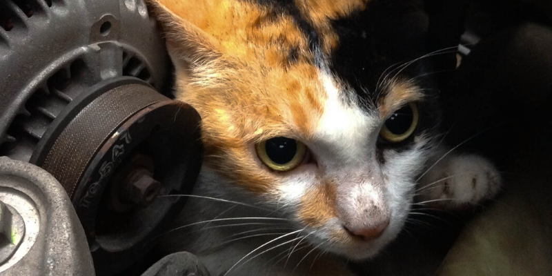 Minnesota cold weather pet safety, Minnesota cold weather, pet safety, cold weather pet safety, cold weather pet hazards, cold weather pet dangers, Minnesota pet safety, emergency vet, ER vet, Twin Cities ER vet