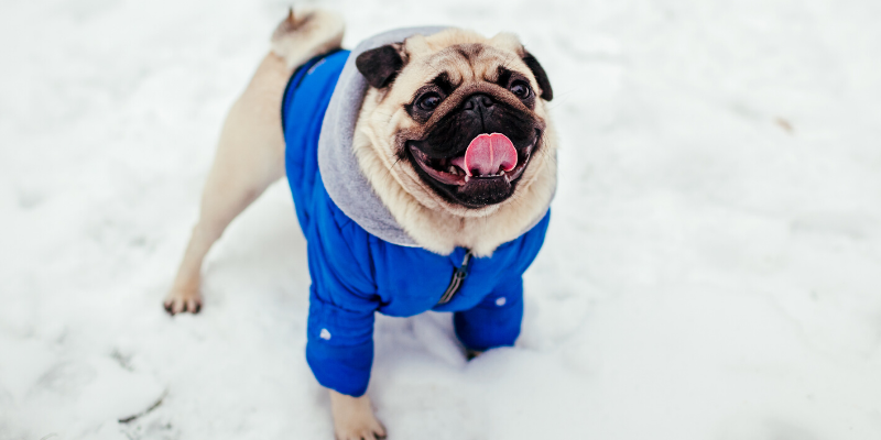 Minnesota cold weather pet safety, Minnesota cold weather, pet safety, cold weather pet safety, cold weather pet hazards, cold weather pet dangers, Minnesota pet safety, emergency vet, ER vet, Twin Cities ER vet