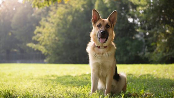 What Pet Owners Need to Know about Inflammatory Bowel Disease (IBD)