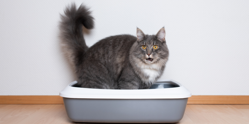 IBD, Inflammatory Bowel Disease, veterinary Internal Medicine, pet health, board-certified veterinary internist, Animal Emergency & Referral Center of Minnesota, Minnesota veterinary specialists