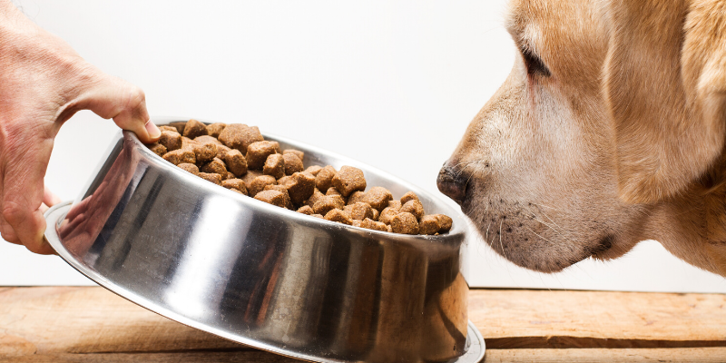 IBD, Inflammatory Bowel Disease, veterinary Internal Medicine, pet health, board-certified veterinary internist, Animal Emergency & Referral Center of Minnesota, Minnesota veterinary specialists