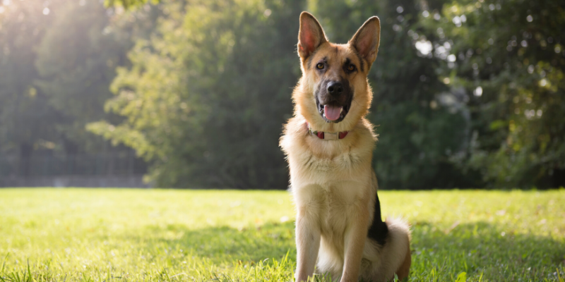 IBD, Inflammatory Bowel Disease, veterinary Internal Medicine, pet health, board-certified veterinary internist, Animal Emergency & Referral Center of Minnesota, Minnesota veterinary specialists