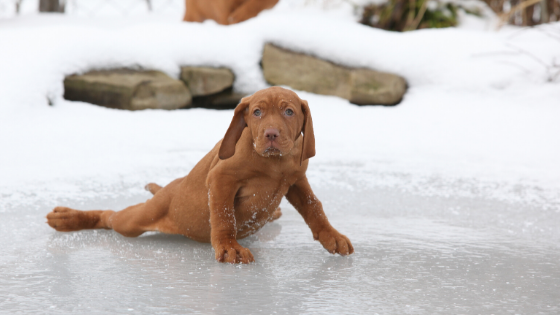 How to Keep Your Dog Safe on Frozen Lakes