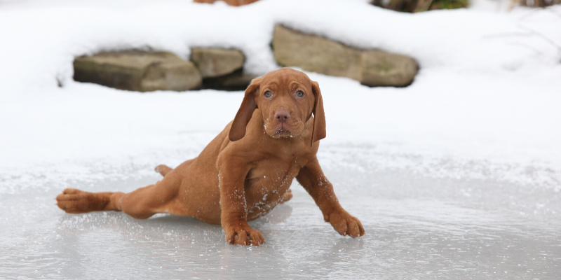 ice safety, pet ice safety, pet winter weather safety, pet cold weather safety, winter weather safety tips for pets, ice safety for dogs, ice fishing with dogs, ice safety for pets, Minnesota pet safety, Animal Emergency & Referral Center of MInnesota, veterinary, emergency vet, Twin Cities emergency vet, Minnesota emergency vet