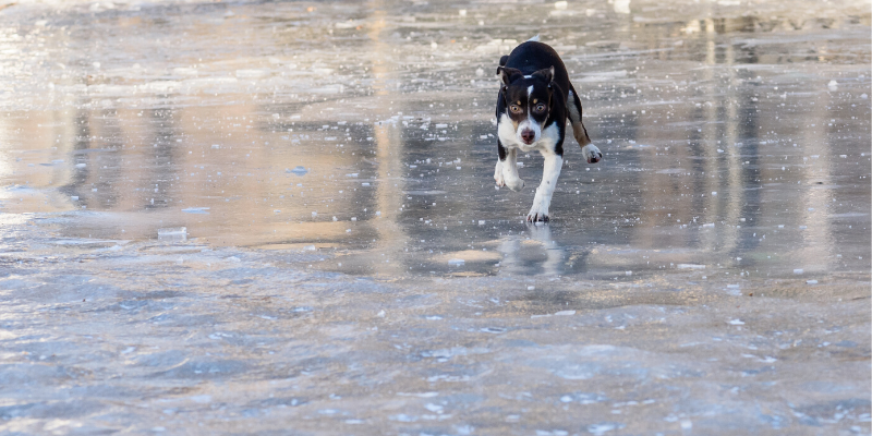 ice safety, pet ice safety, pet winter weather safety, pet cold weather safety, winter weather safety tips for pets, ice safety for dogs, ice fishing with dogs, ice safety for pets, Minnesota pet safety, Animal Emergency & Referral Center of MInnesota, veterinary, emergency vet, Twin Cities emergency vet, Minnesota emergency vet