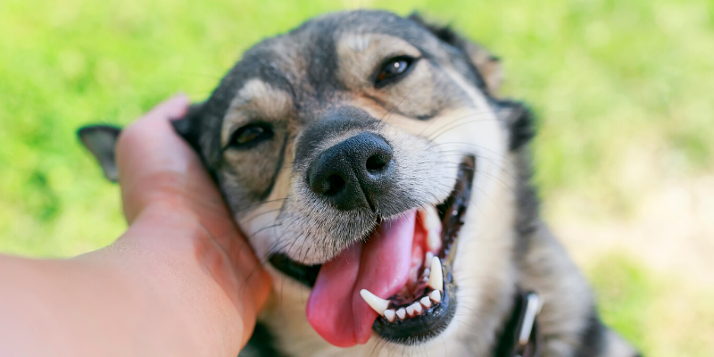 Dentistry & Oral Surgery service, AERC, Animal Emergency & Referral Center of Minnesota, veterinary dentistry, veterinary oral surgery, Animal Emergency & Referral Center of Minnesota