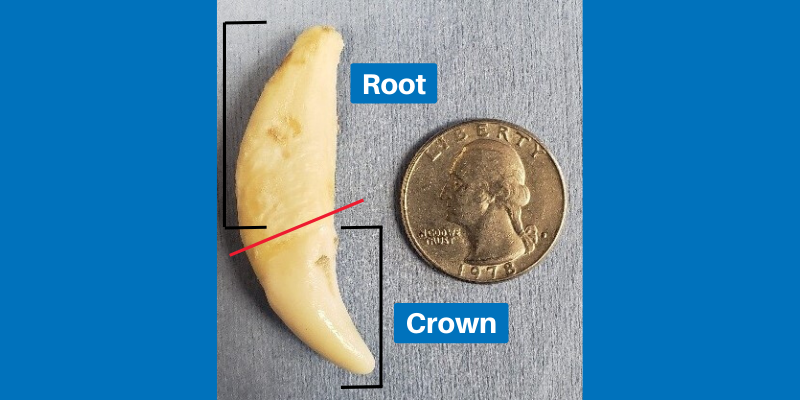 Dentistry & Oral Surgery service, AERC, Animal Emergency & Referral Center of Minnesota, veterinary dentistry, veterinary oral surgery, Animal Emergency & Referral Center of Minnesota