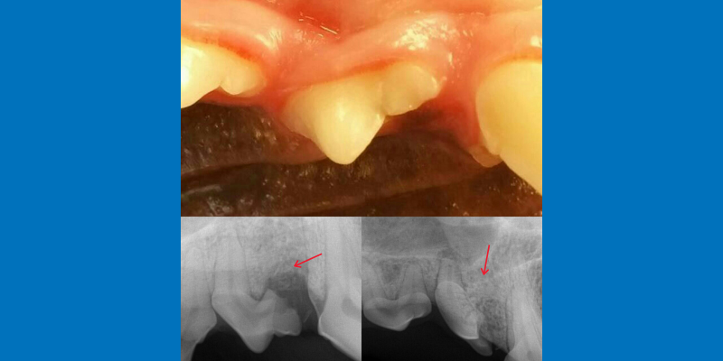 Dentistry & Oral Surgery service, AERC, Animal Emergency & Referral Center of Minnesota, veterinary dentistry, veterinary oral surgery, Animal Emergency & Referral Center of Minnesota