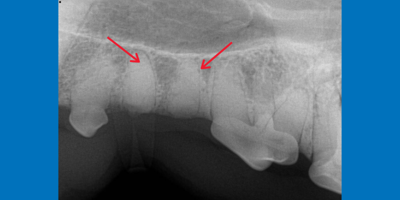Dentistry & Oral Surgery service, AERC, Animal Emergency & Referral Center of Minnesota, veterinary dentistry, veterinary oral surgery, Animal Emergency & Referral Center of Minnesota