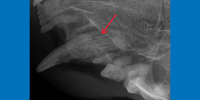 Dentistry & Oral Surgery service, AERC, Animal Emergency & Referral Center of Minnesota, veterinary dentistry, veterinary oral surgery, Animal Emergency & Referral Center of Minnesota