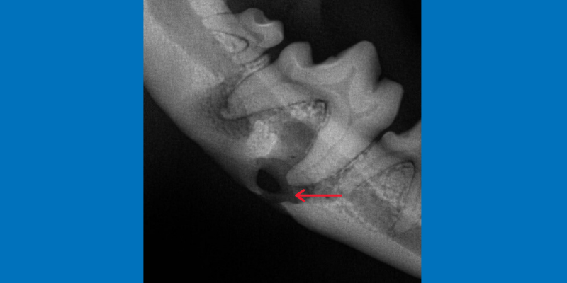 Dentistry & Oral Surgery service, AERC, Animal Emergency & Referral Center of Minnesota, veterinary dentistry, veterinary oral surgery, Animal Emergency & Referral Center of Minnesota