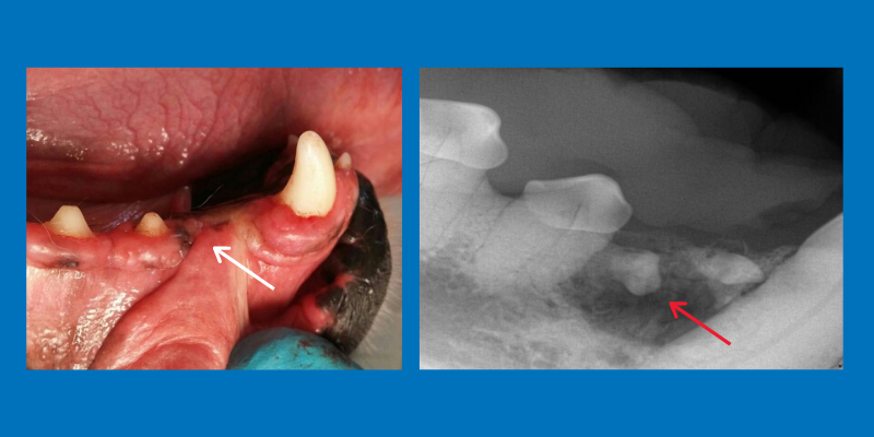 Dentistry & Oral Surgery service, AERC, Animal Emergency & Referral Center of Minnesota, veterinary dentistry, veterinary oral surgery, Animal Emergency & Referral Center of Minnesota