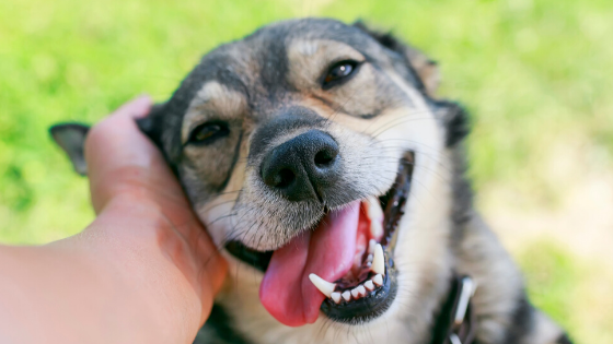 5 Reasons Why Your Pet Needs Dental X-Rays