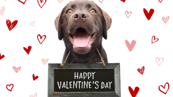 14 Gifts for a Paw-some Valentine’s Day with Your Furry Valentine