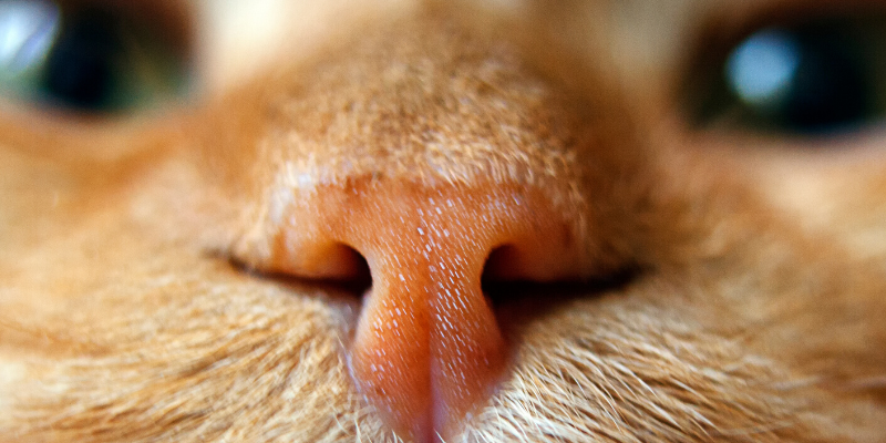 dog, sneezing, pet health, nasal discharge, pet sneeze, emergency vet, ER vet, Twin Cities emergency vet, Minnesota emergency vet, Animal Emergency & Referral Center of Minnesota