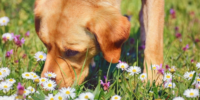 dog, sneezing, pet health, nasal discharge, pet sneeze, emergency vet, ER vet, Twin Cities emergency vet, Minnesota emergency vet, Animal Emergency & Referral Center of Minnesota