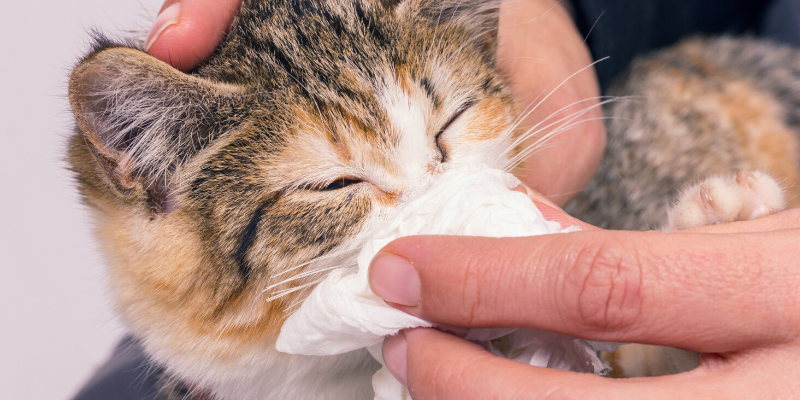 dog, sneezing, pet health, nasal discharge, pet sneeze, emergency vet, ER vet, Twin Cities emergency vet, Minnesota emergency vet, Animal Emergency & Referral Center of Minnesota