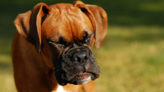 Nasal Discharge and Sneezing in Dogs and Cats: What’s Normal and What’s Not