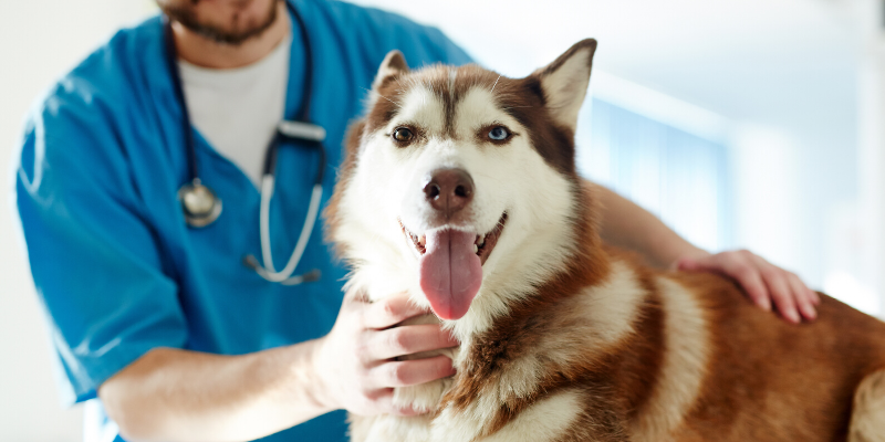 dog, husky, veterinary visit, pets, pet health, happy pets, healthy pets, responsible pet owner months, responsible pet owners, Animal Emergency & Referral Center of Minnesota, er vet, emergency vet, Twin Cities emergency vet, St. Paul, Oakdale