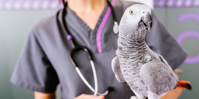 bird, veterinary visit, pets, pet health, happy pets, healthy pets, responsible pet owner months, responsible pet owners, Animal Emergency & Referral Center of Minnesota, er vet, emergency vet, Twin Cities emergency vet, St. Paul, Oakdale