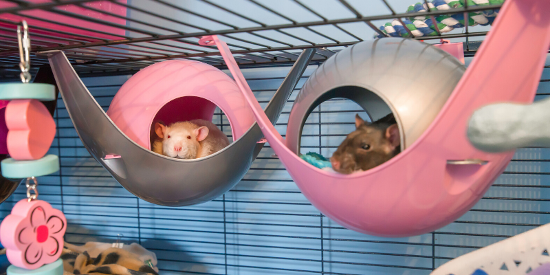 rats, rat cage, rat stimulation, pet rats, pets, pet health, happy pets, healthy pets, responsible pet owner months, responsible pet owners, Animal Emergency & Referral Center of Minnesota, er vet, emergency vet, Twin Cities emergency vet, St. Paul, Oakdale