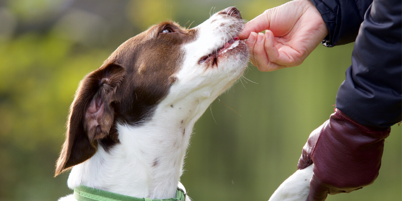 dog, treats, pets, pet health, happy pets, healthy pets, responsible pet owner months, responsible pet owners, Animal Emergency & Referral Center of Minnesota, er vet, emergency vet, Twin Cities emergency vet, St. Paul, Oakdale