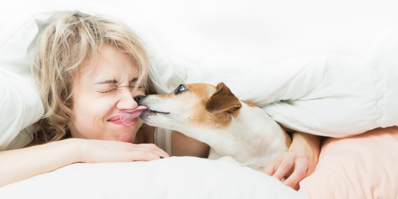 dog, morning, bed, pets, pet health, happy pets, healthy pets, responsible pet owner months, responsible pet owners, Animal Emergency & Referral Center of Minnesota, er vet, emergency vet, Twin Cities emergency vet, St. Paul, Oakdale