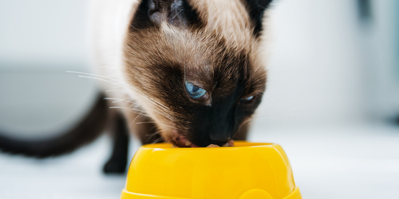 cat, eating, pet nutrition, pet diet, pets, pet health, happy pets, healthy pets, responsible pet owner months, responsible pet owners, Animal Emergency & Referral Center of Minnesota, er vet, emergency vet, Twin Cities emergency vet, St. Paul, Oakdale