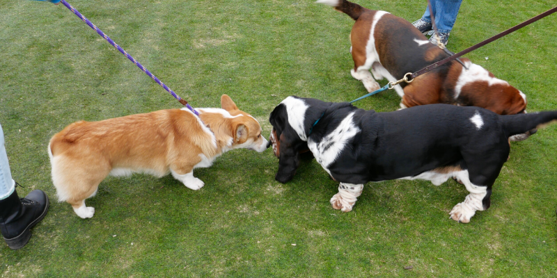 dog, dog park, pets, pet health, happy pets, healthy pets, responsible pet owner months, responsible pet owners, Animal Emergency & Referral Center of Minnesota, er vet, emergency vet, Twin Cities emergency vet, St. Paul, Oakdale