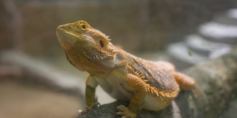 bearded dragon, pets, pet health, happy pets, healthy pets, responsible pet owner months, responsible pet owners, Animal Emergency & Referral Center of Minnesota, er vet, emergency vet, Twin Cities emergency vet, St. Paul, Oakdale