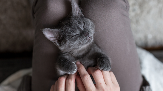 10 Ways to Tell You’re a Responsible Pet Owner