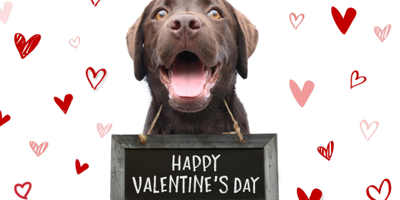 Valentine's Day, pet gifts, furry Valentine, emergency vet, AERC, Animal Emergency & Referral Center of Minnesota, Twin Cities emergency vet, Valentine's Day with pets, pet owners