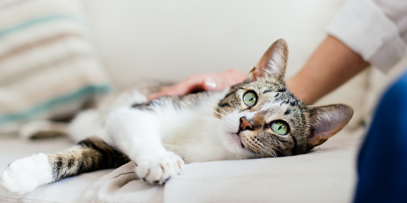 Valentine's Day, pet gifts, furry Valentine, emergency vet, AERC, Animal Emergency & Referral Center of Minnesota, Twin Cities emergency vet, Valentine's Day with pets, pet owners