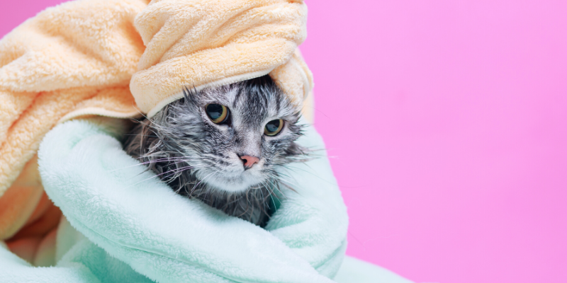 Valentine's Day, pet gifts, furry Valentine, emergency vet, AERC, Animal Emergency & Referral Center of Minnesota, Twin Cities emergency vet, Valentine's Day with pets, pet owners