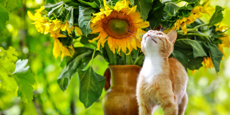 Valentine's Day, pet gifts, furry Valentine, emergency vet, AERC, Animal Emergency & Referral Center of Minnesota, Twin Cities emergency vet, Valentine's Day with pets, pet owners