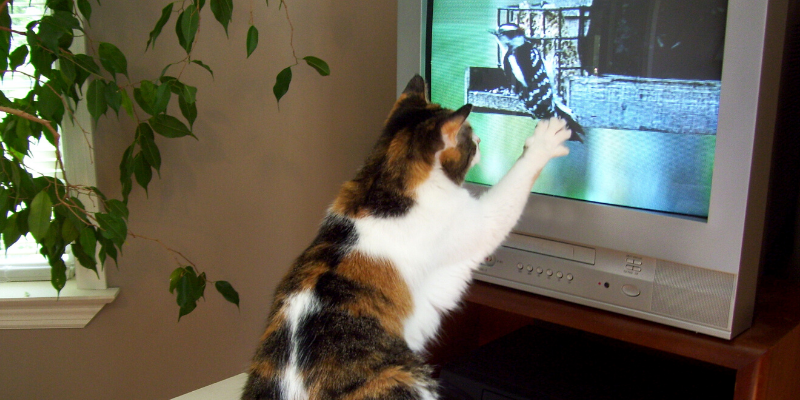 Valentine's Day, pet gifts, furry Valentine, emergency vet, AERC, Animal Emergency & Referral Center of Minnesota, Twin Cities emergency vet, Valentine's Day with pets, pet owners