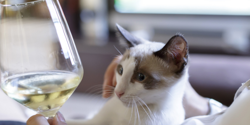 Valentine's Day, pet gifts, furry Valentine, emergency vet, AERC, Animal Emergency & Referral Center of Minnesota, Twin Cities emergency vet, Valentine's Day with pets, pet owners