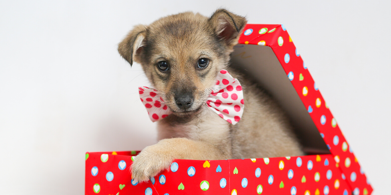 Valentine's Day, pet gifts, furry Valentine, emergency vet, AERC, Animal Emergency & Referral Center of Minnesota, Twin Cities emergency vet, Valentine's Day with pets, pet owners