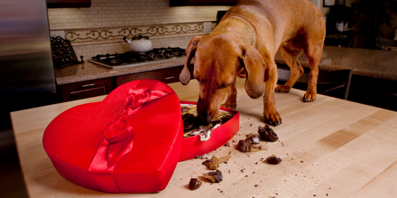 Valentine's Day, pet gifts, furry Valentine, emergency vet, AERC, Animal Emergency & Referral Center of Minnesota, Twin Cities emergency vet, Valentine's Day with pets, pet owners