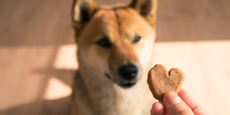 Valentine's Day, pet gifts, furry Valentine, emergency vet, AERC, Animal Emergency & Referral Center of Minnesota, Twin Cities emergency vet, Valentine's Day with pets, pet owners