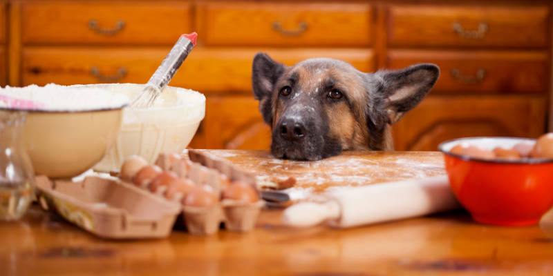 Valentine's Day, pet gifts, furry Valentine, emergency vet, AERC, Animal Emergency & Referral Center of Minnesota, Twin Cities emergency vet, Valentine's Day with pets, pet owners