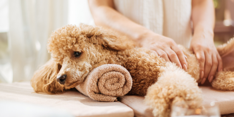 Valentine's Day, pet gifts, furry Valentine, emergency vet, AERC, Animal Emergency & Referral Center of Minnesota, Twin Cities emergency vet, Valentine's Day with pets, pet owners