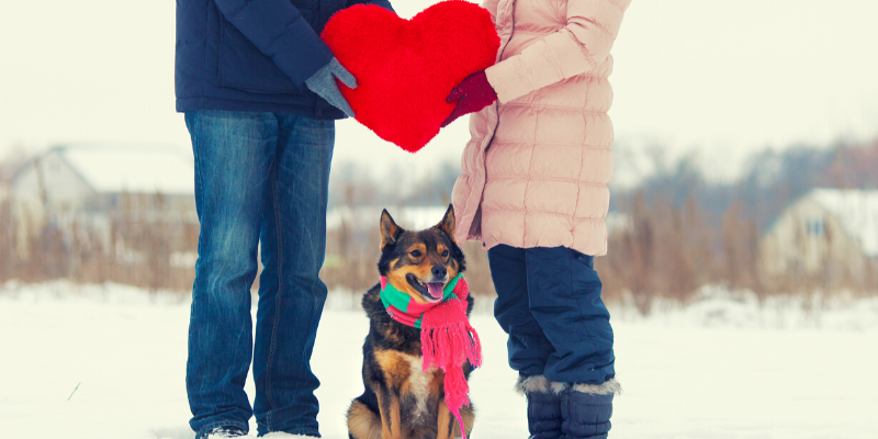 Valentine's Day, pet gifts, furry Valentine, emergency vet, AERC, Animal Emergency & Referral Center of Minnesota, Twin Cities emergency vet, Valentine's Day with pets, pet owners