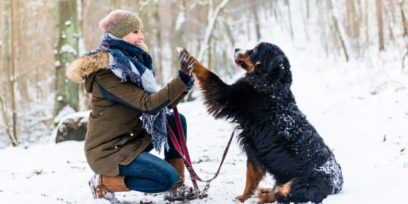 Valentine's Day, pet gifts, furry Valentine, emergency vet, AERC, Animal Emergency & Referral Center of Minnesota, Twin Cities emergency vet, Valentine's Day with pets, pet owners